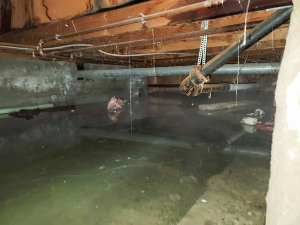 Best Local water damage restoration  in Risg Sun, IN