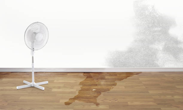 Best Water damage contractors near me  in Risg Sun, IN